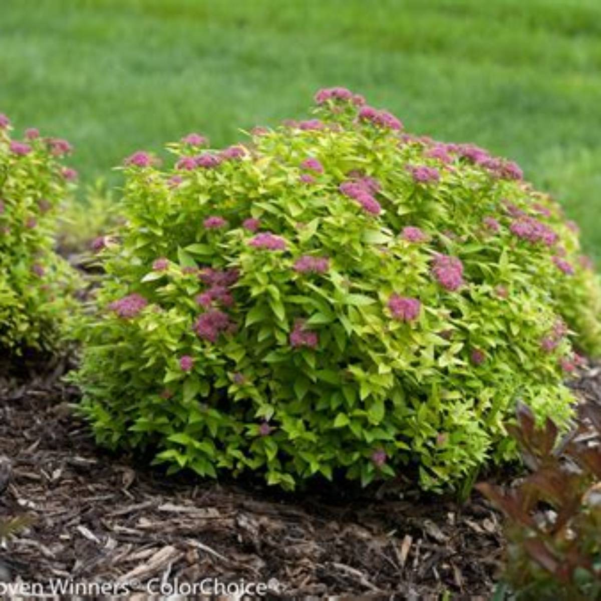 Double Play® Gold Spirea