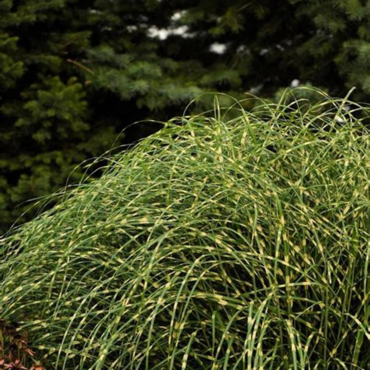 Little Zebra Maiden Grass