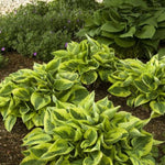Wide Brim Hosta