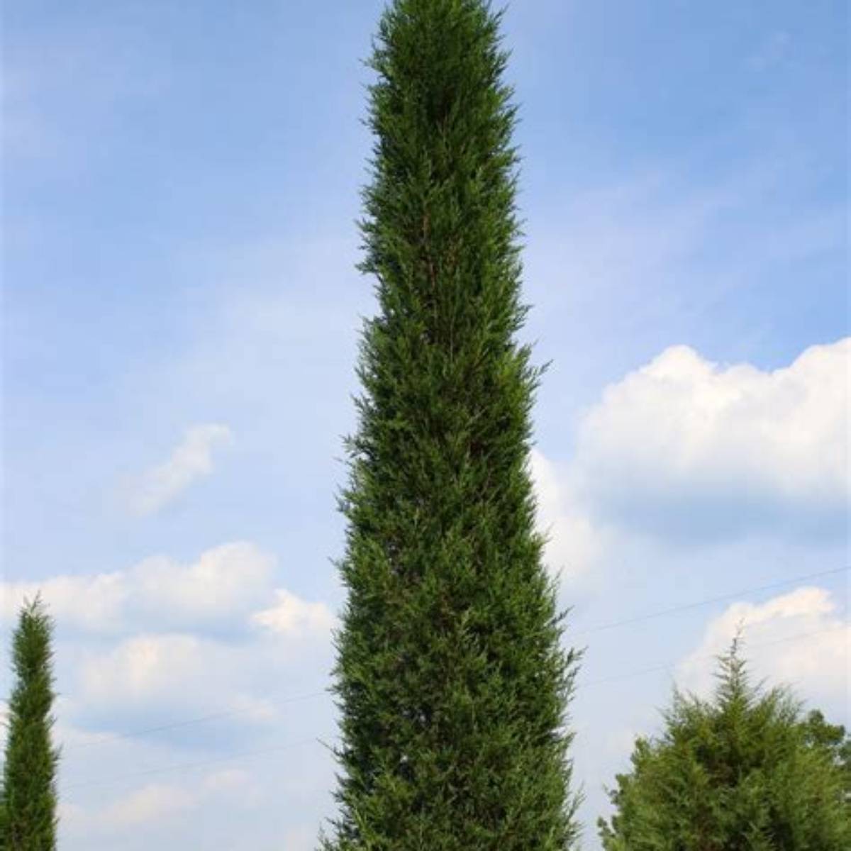 Taylor Juniper