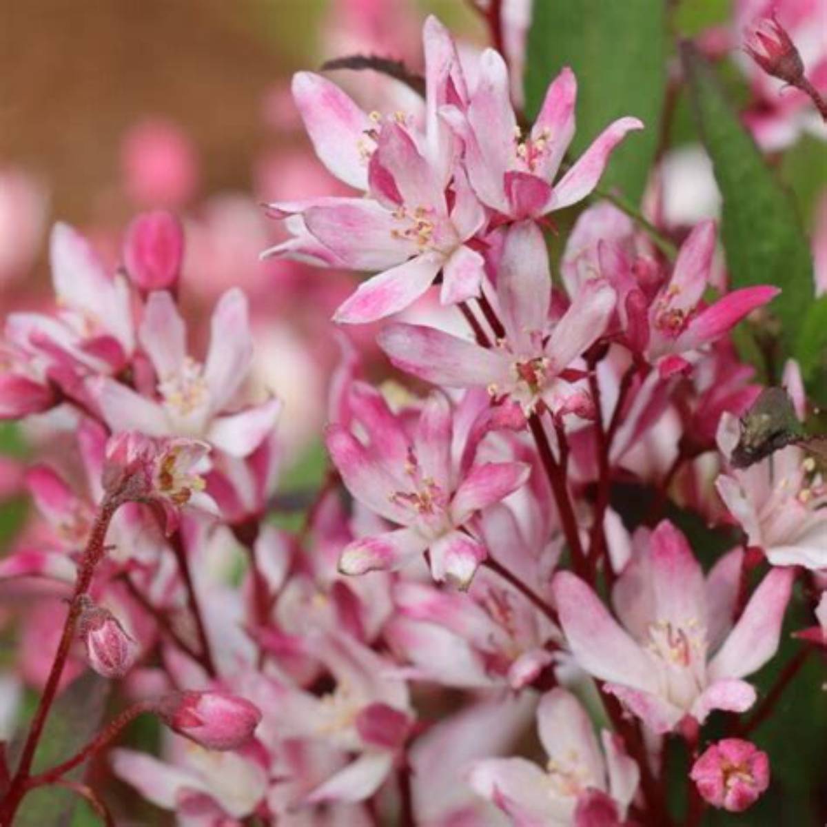 Yuki Cherry Blossom® 2.0 Deutzia