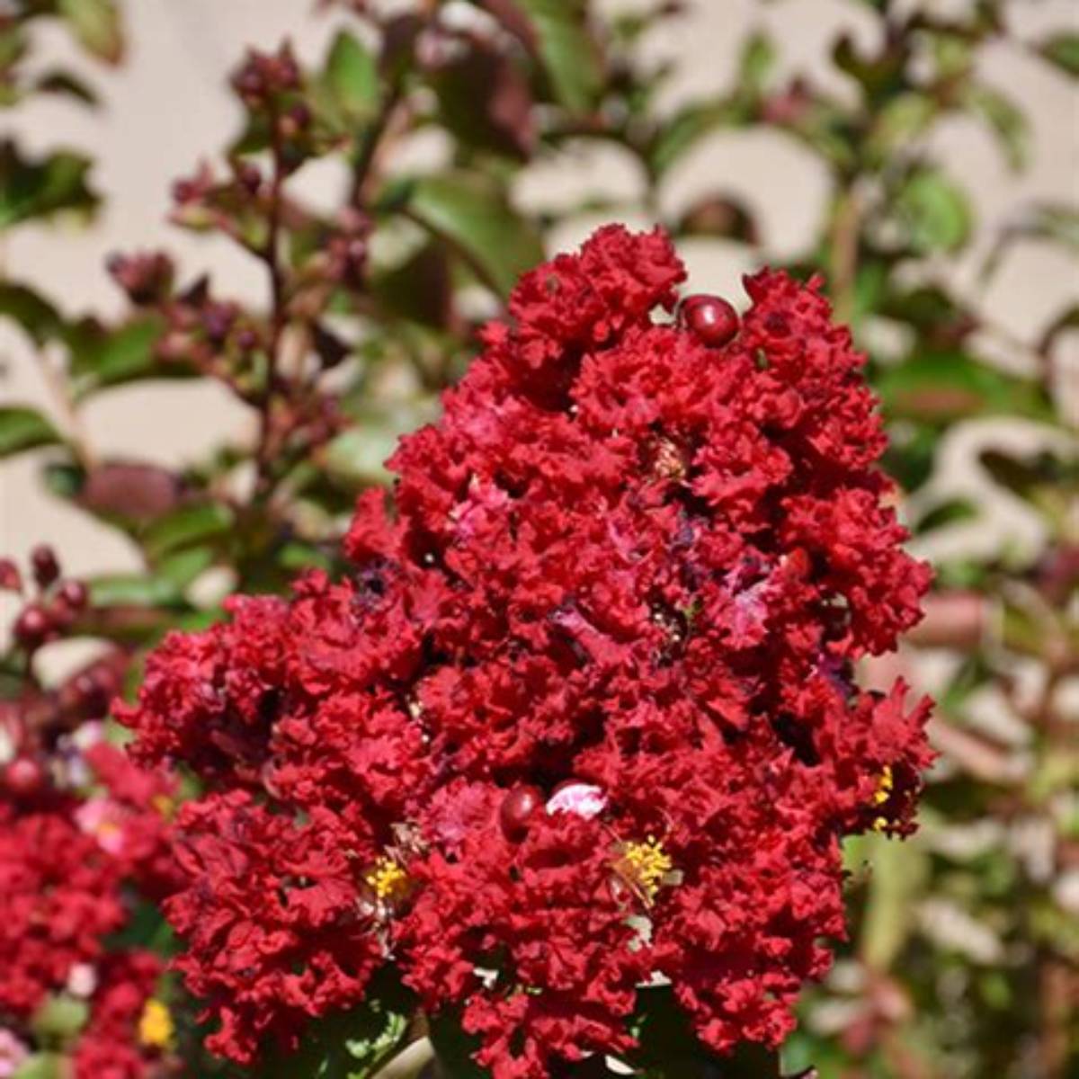 Siren Red® Crapemyrtle