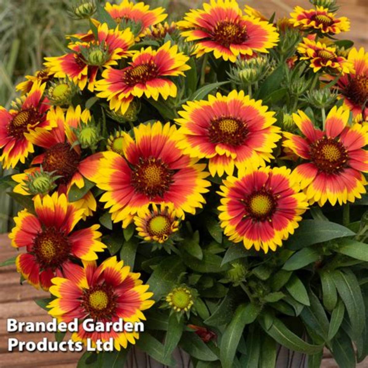 Guapa Flamenco Bicolor Blanket Flower