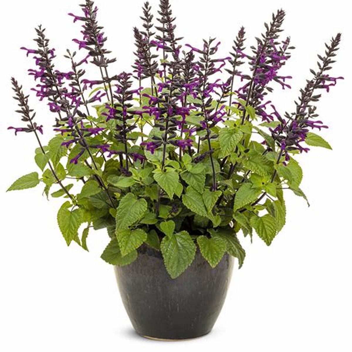 Rockin® Deep Purple Sage