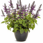 Rockin® Deep Purple Sage