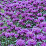 Bee-Mine™ Lavender BeeBalm