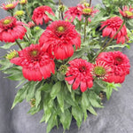 Delightful™ Garnet Coneflower