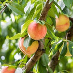 Belle of Georgia Peach Tree