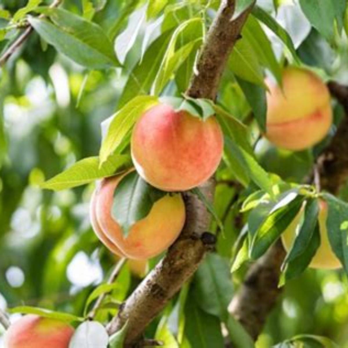 Belle of Georgia Peach Tree
