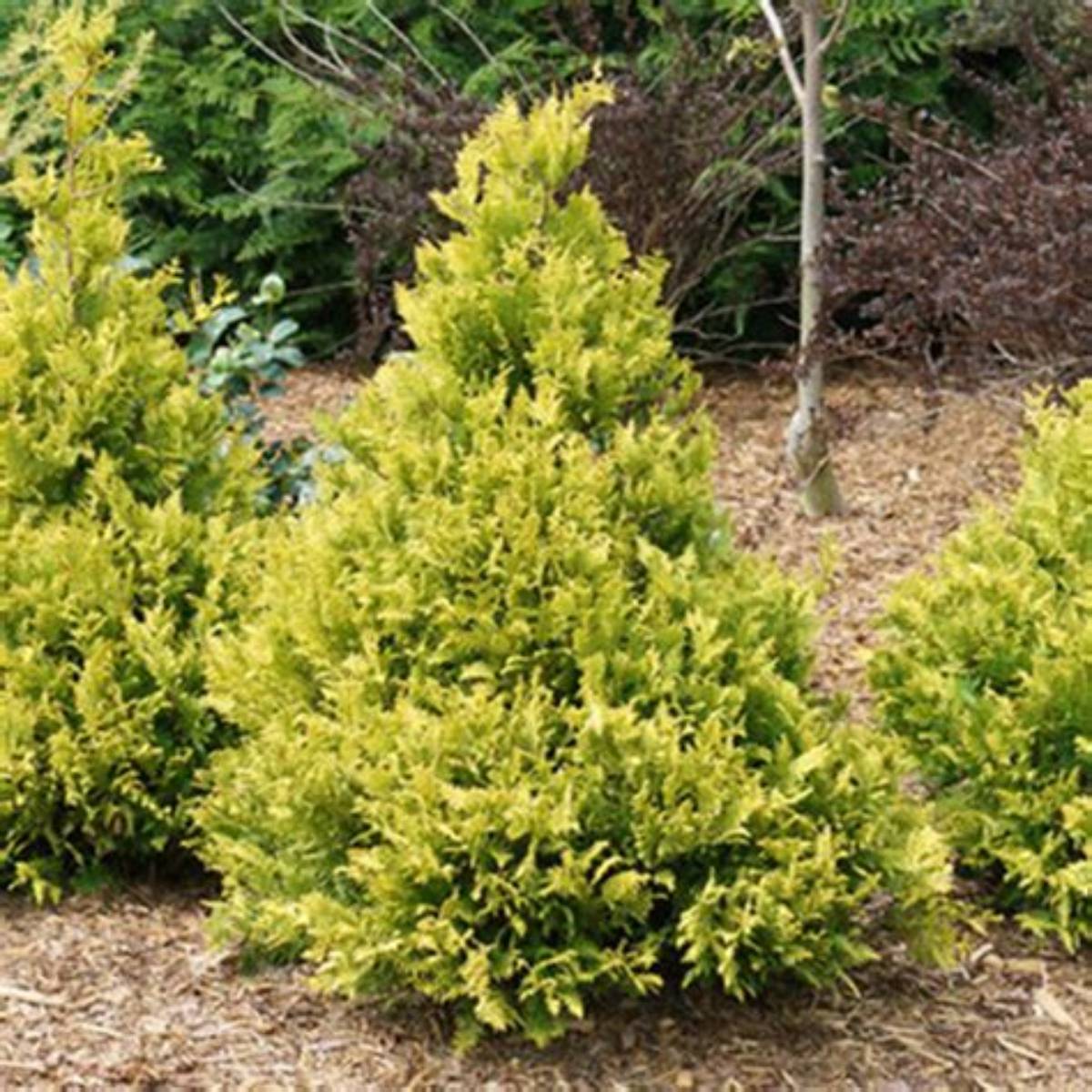 Gold Mop Falsecypress
