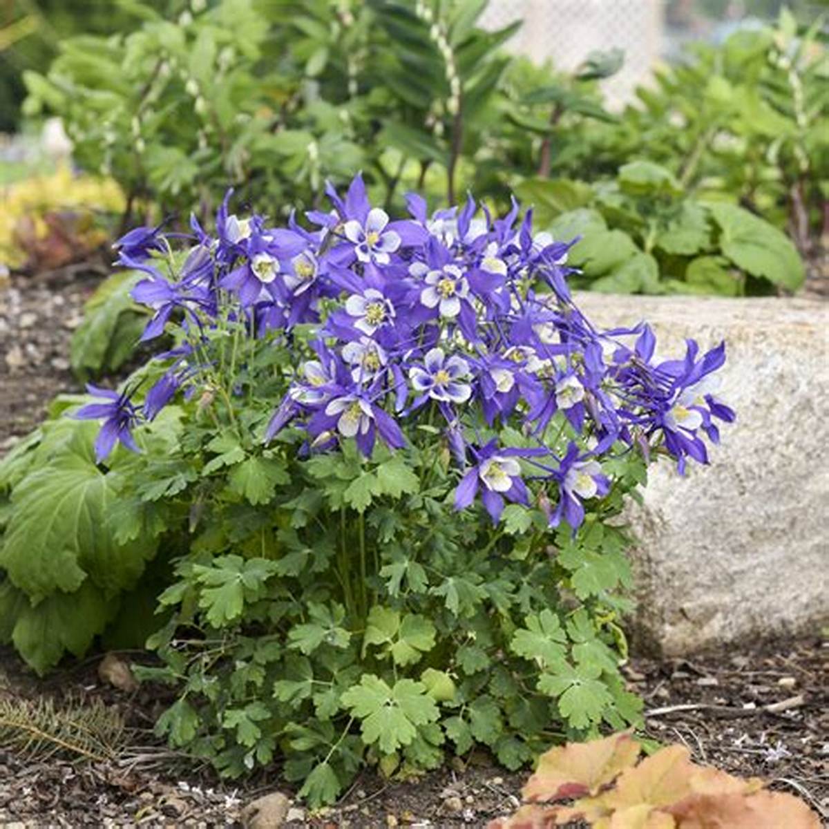 Kirigami™ Deep Blue & White Columbine