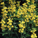 Golden Candles Thermopsis