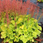 Northern Exposure™ Lime Coral Bells