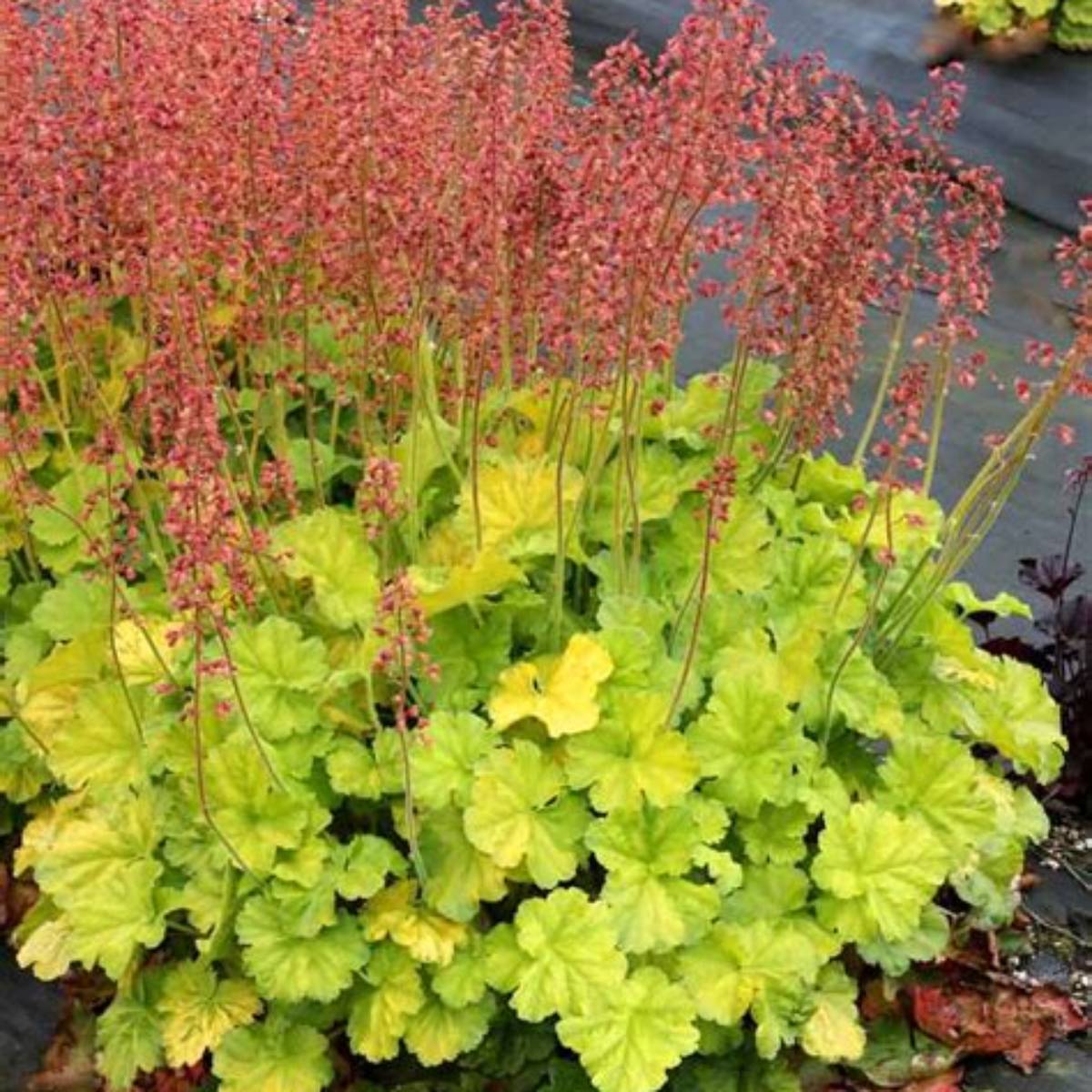 Northern Exposure™ Lime Coral Bells