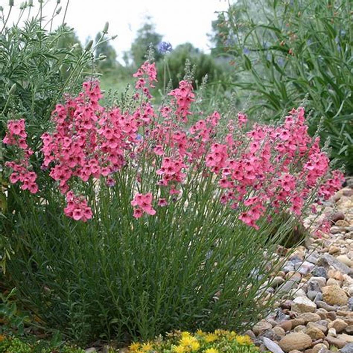 Coral Canyon® Twinspur