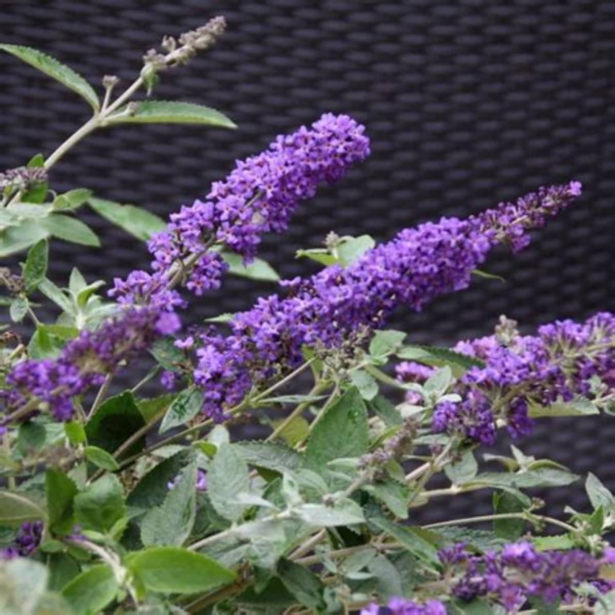 Blue Heaven Butterfly Bush