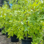 Pin Oak Tree