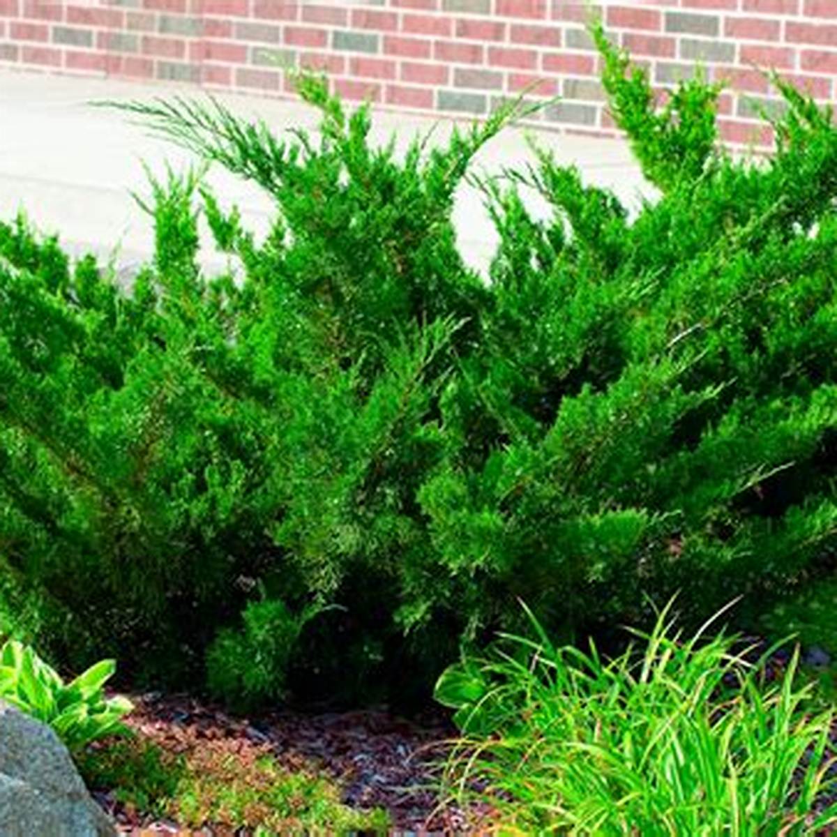 Sea Green Juniper