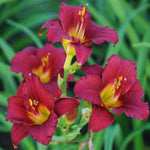 Ruby Stella Daylily