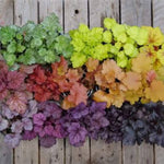 Primo® Peachberry Ice Coral Bells