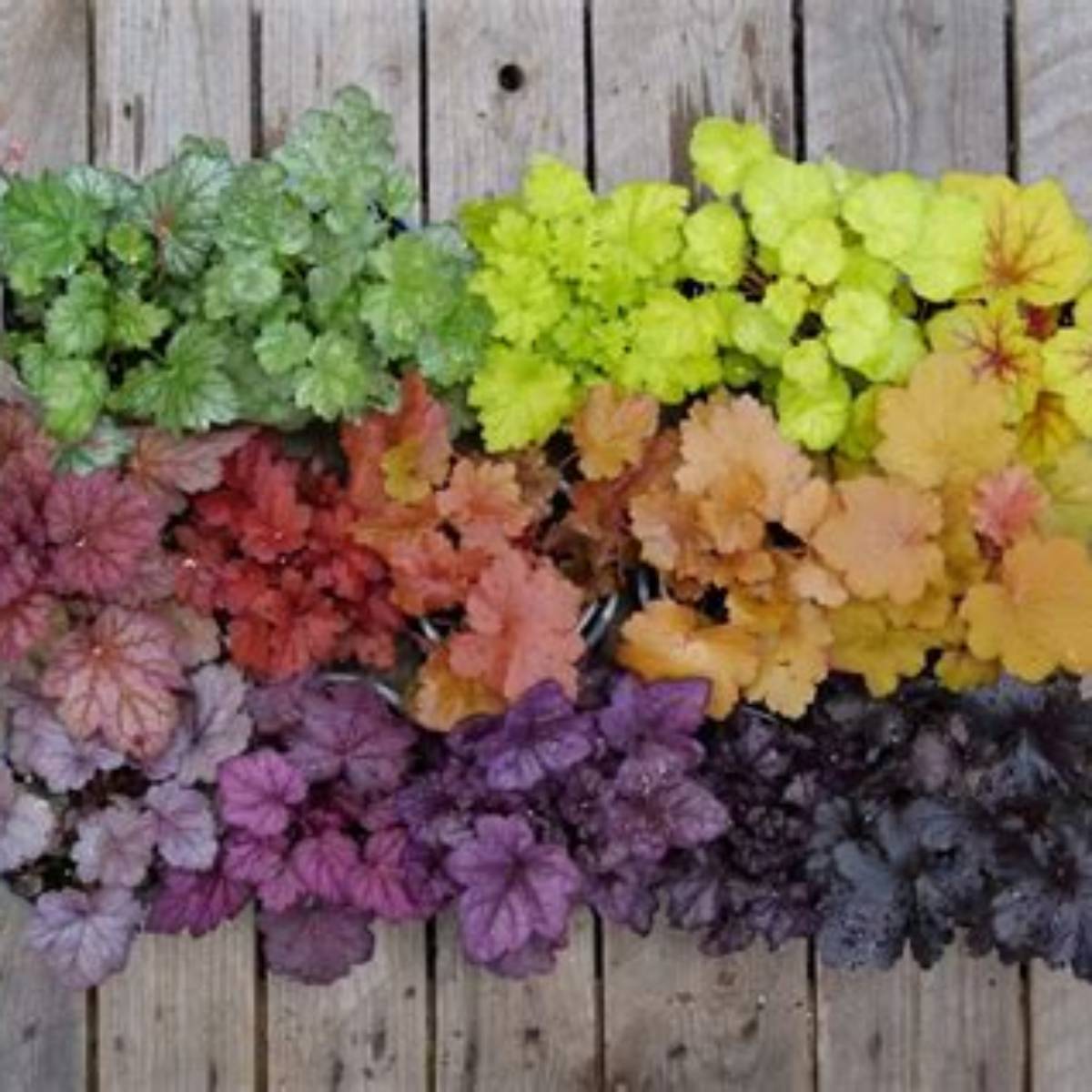 Primo® Peachberry Ice Coral Bells