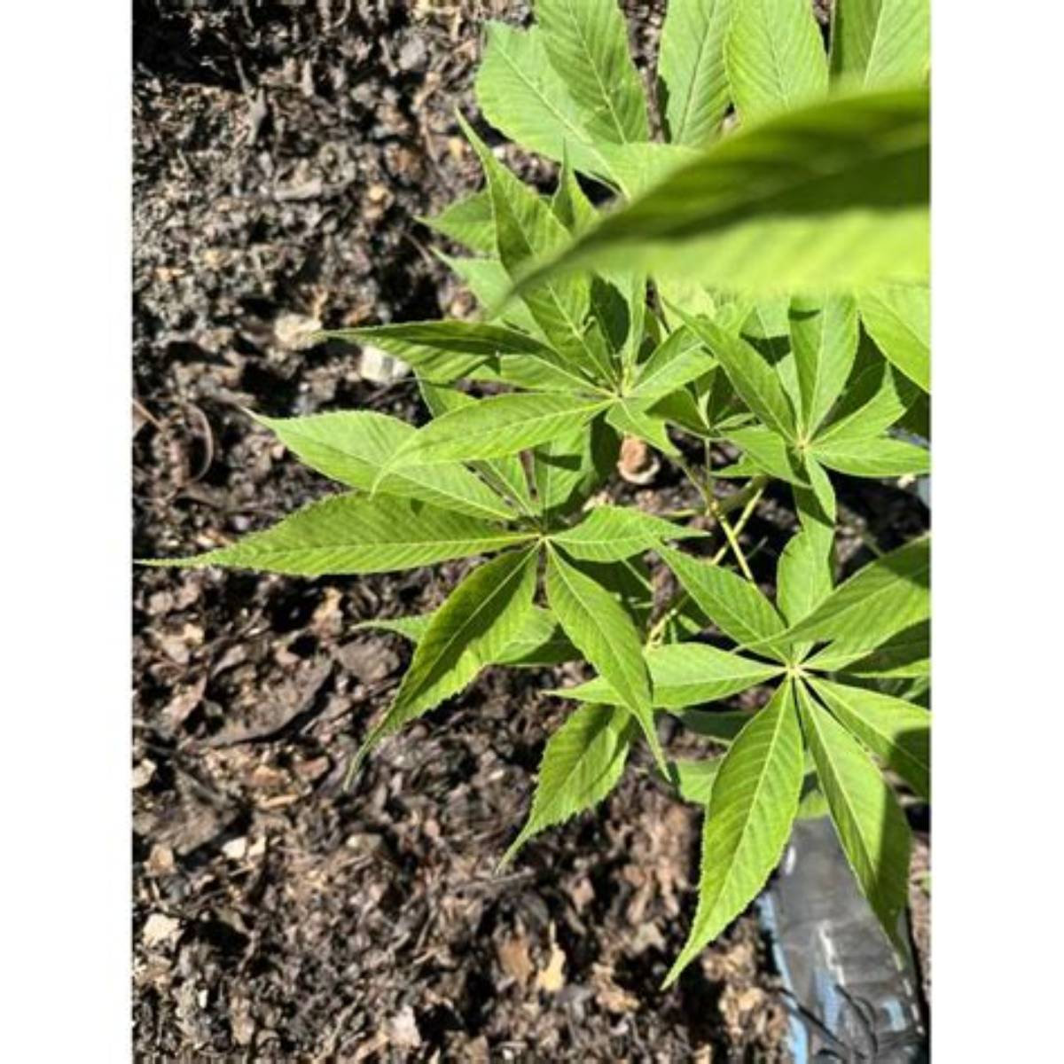 Prairie Torch™ Hybrid Buckeye Tree
