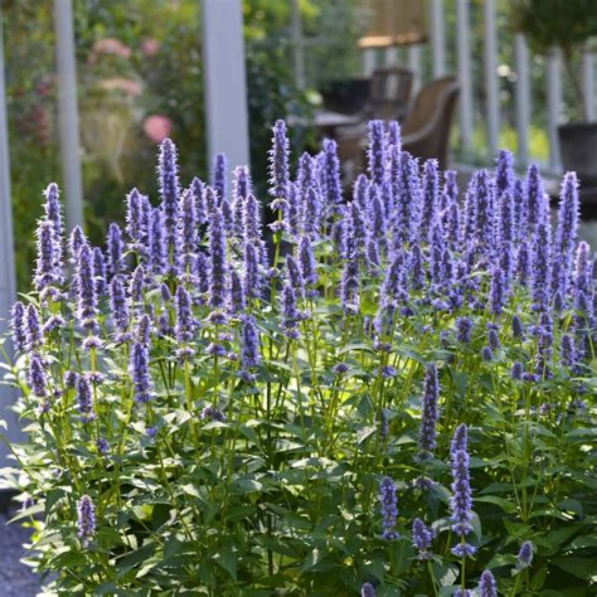 Blue Fortune Agastache