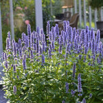 Blue Fortune Agastache