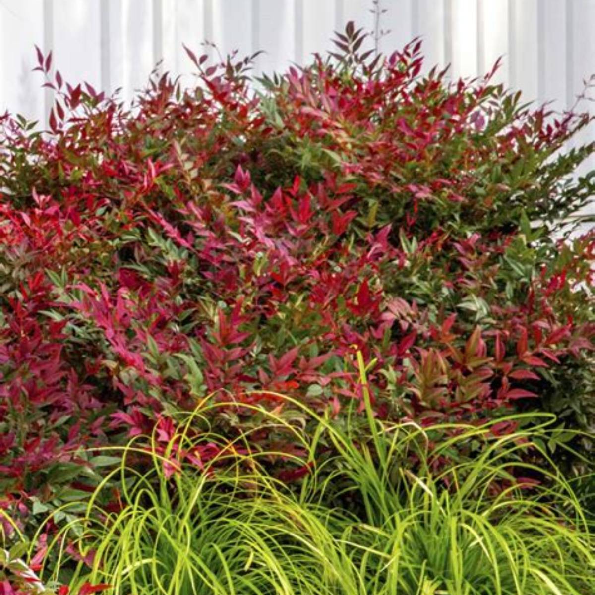 Obsession™ Nandina