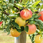 Ambrosia Apple Tree
