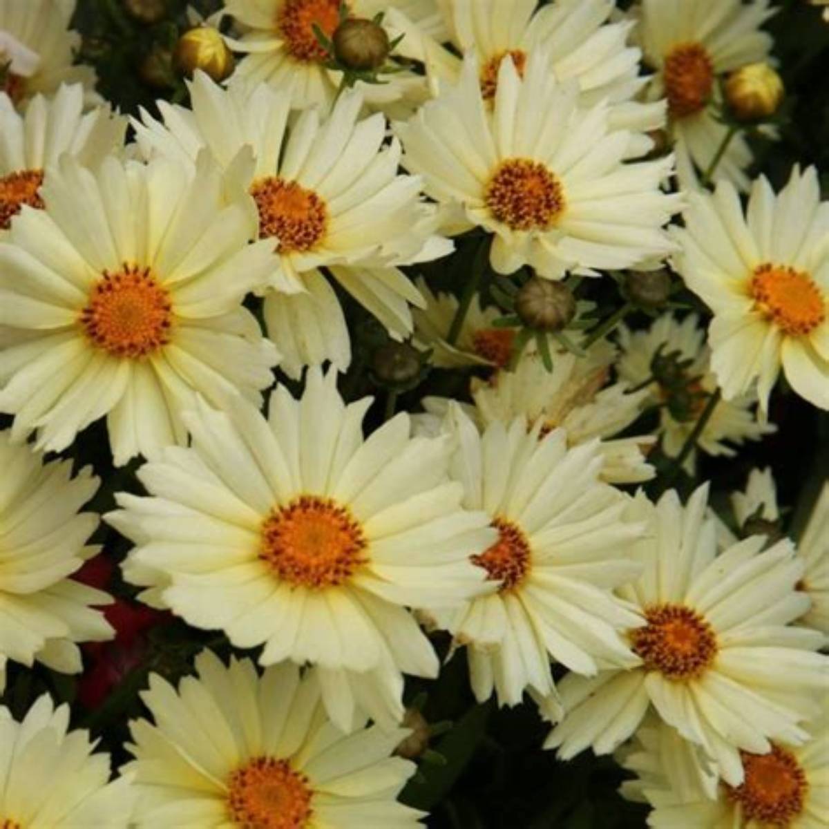 Uptick™ Cream Coreopsis