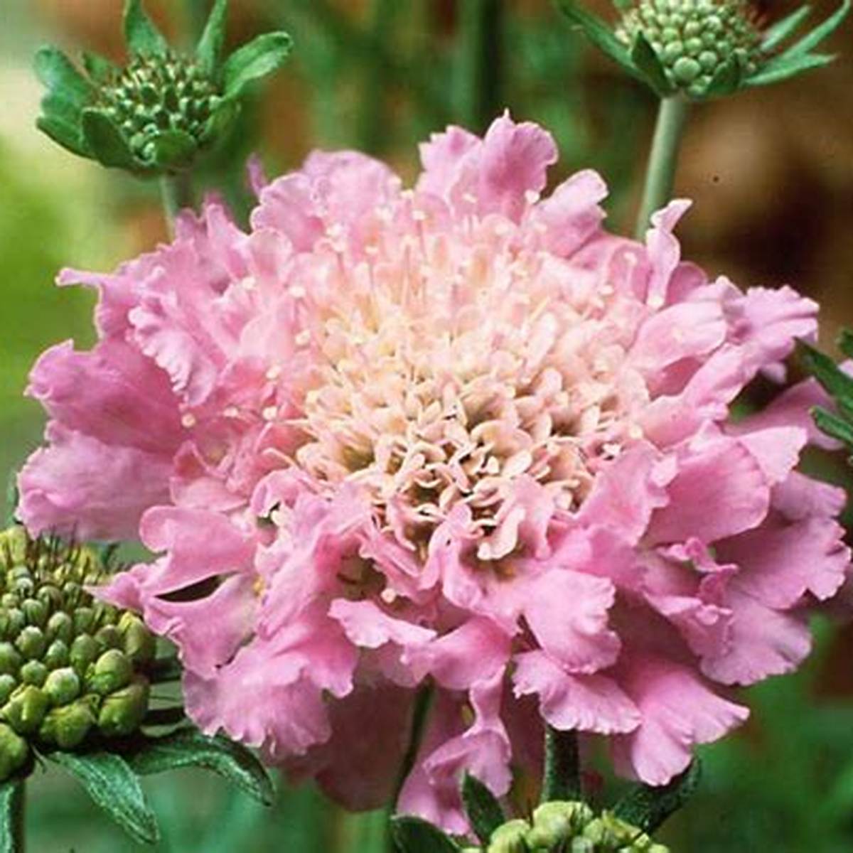 Pink Mist Pincushion Flower