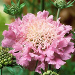 Pink Mist Pincushion Flower