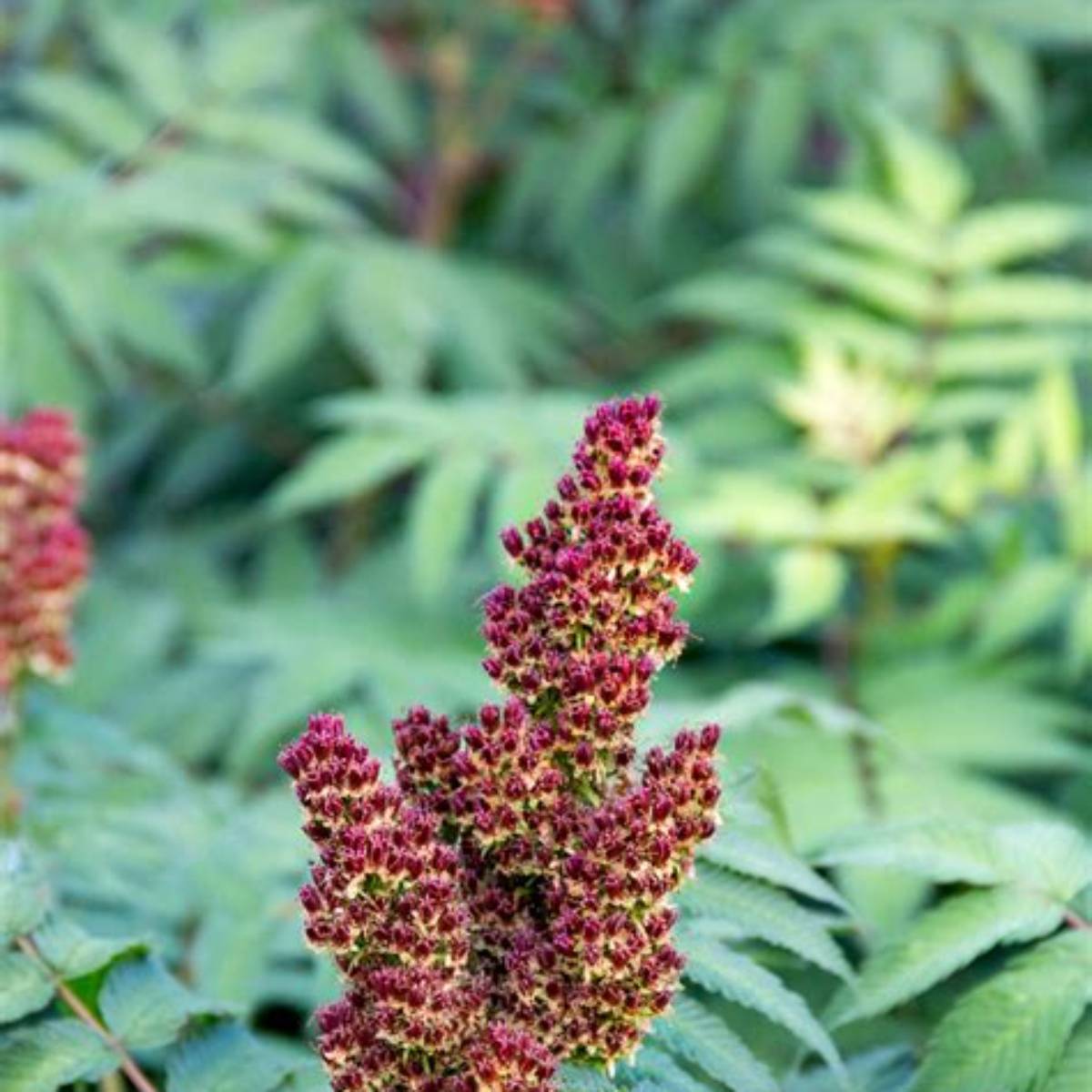 Cherry on Top™ Sorbaria