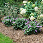 Pugster® Amethyst Butterfly Bush