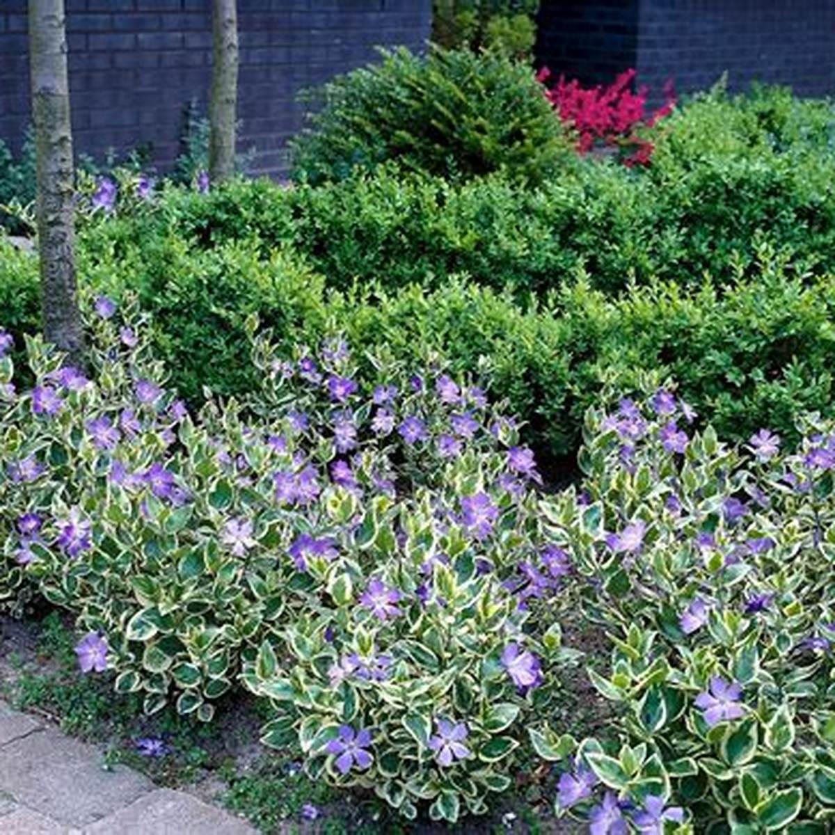 Variegated Vinca Major