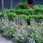 Variegated Vinca Major