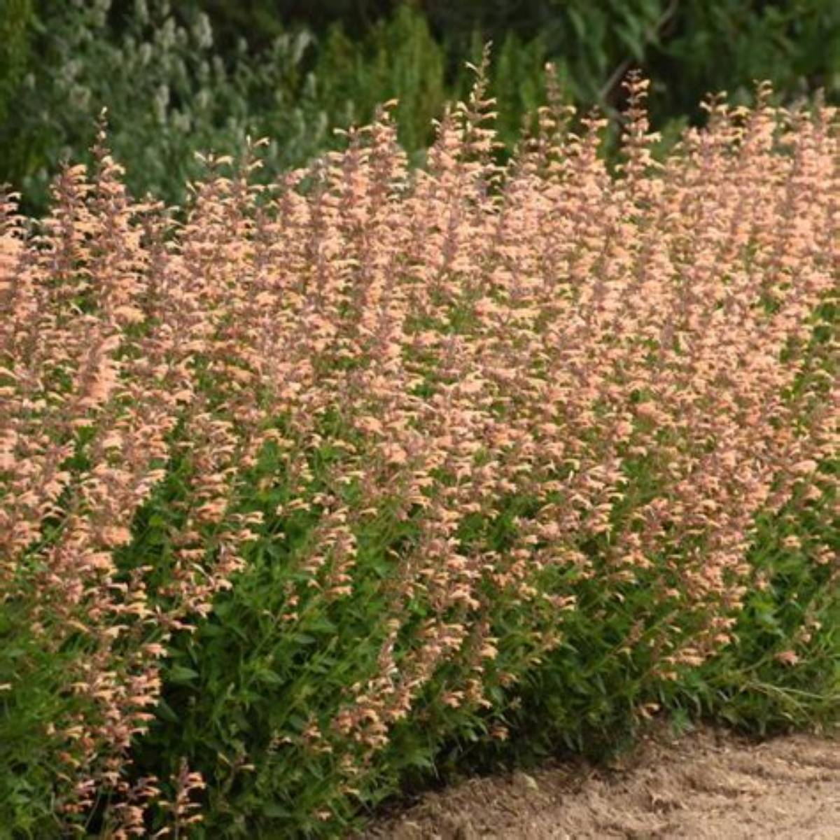 Meant to Bee® Queen Nectarine Agastache