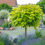 Catalpa Tree