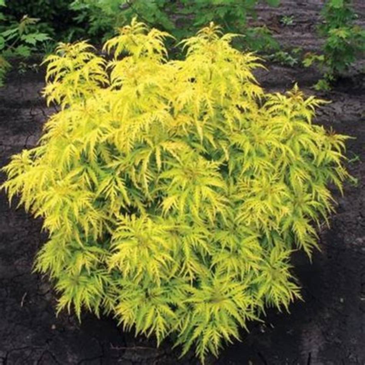 Morden Golden Glow Elderberry