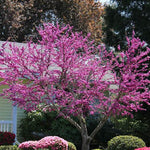 Oklahoma Sparkler Redbud Tree