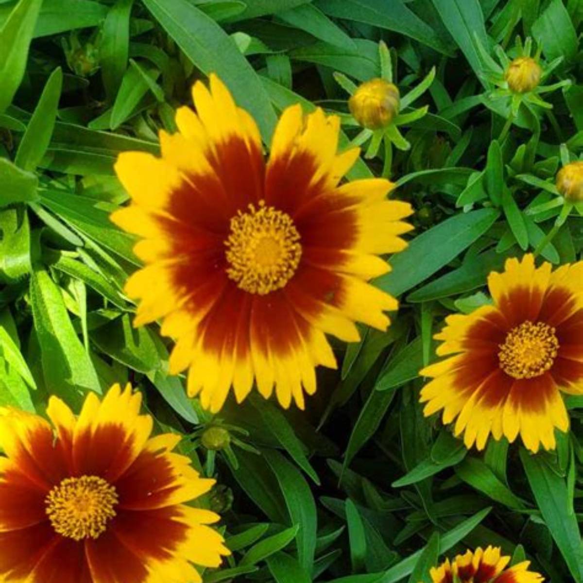 Uptick™ Yellow & Red Coreopsis