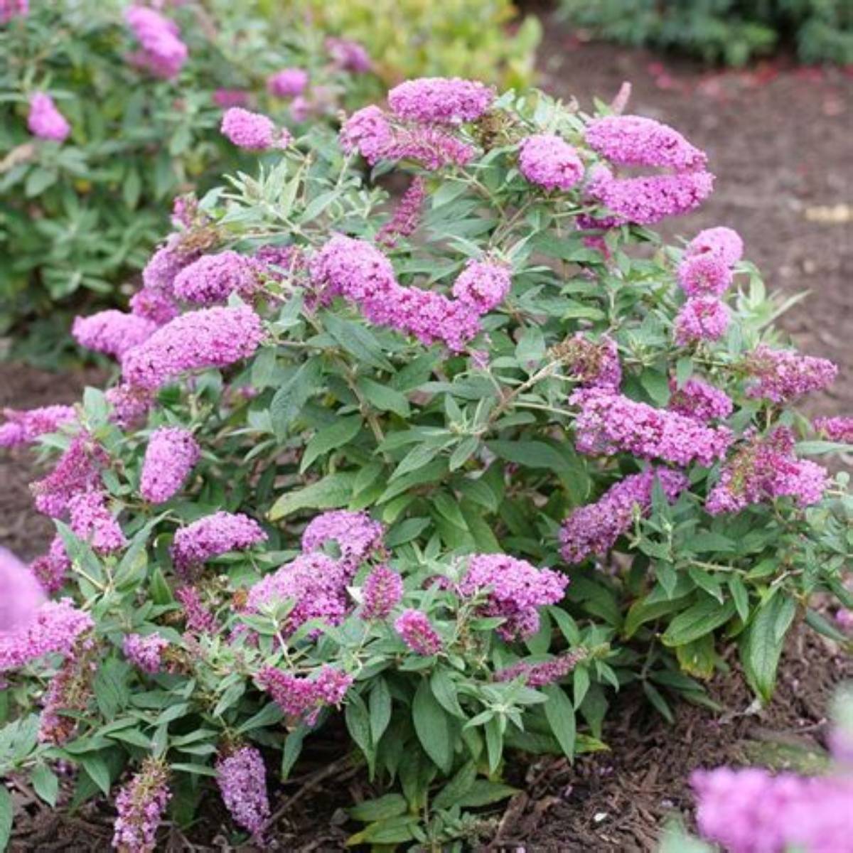 Pugster Pinker® Butterfly Bush