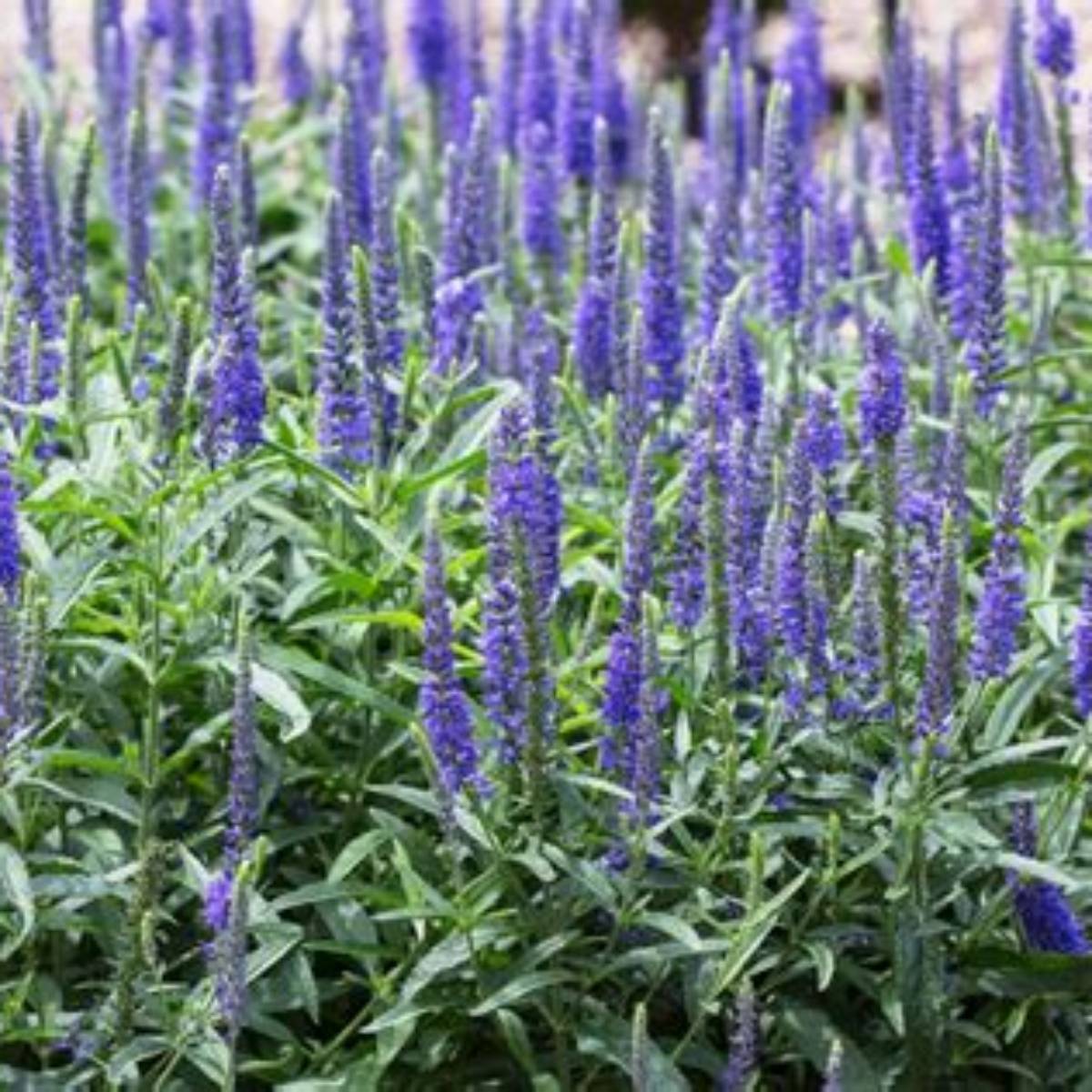 Moody Blues® Dark Blue Speedwell