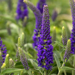 Vernique® Dark Blue Speedwell