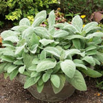 Helene Von Stein Lamb's Ear