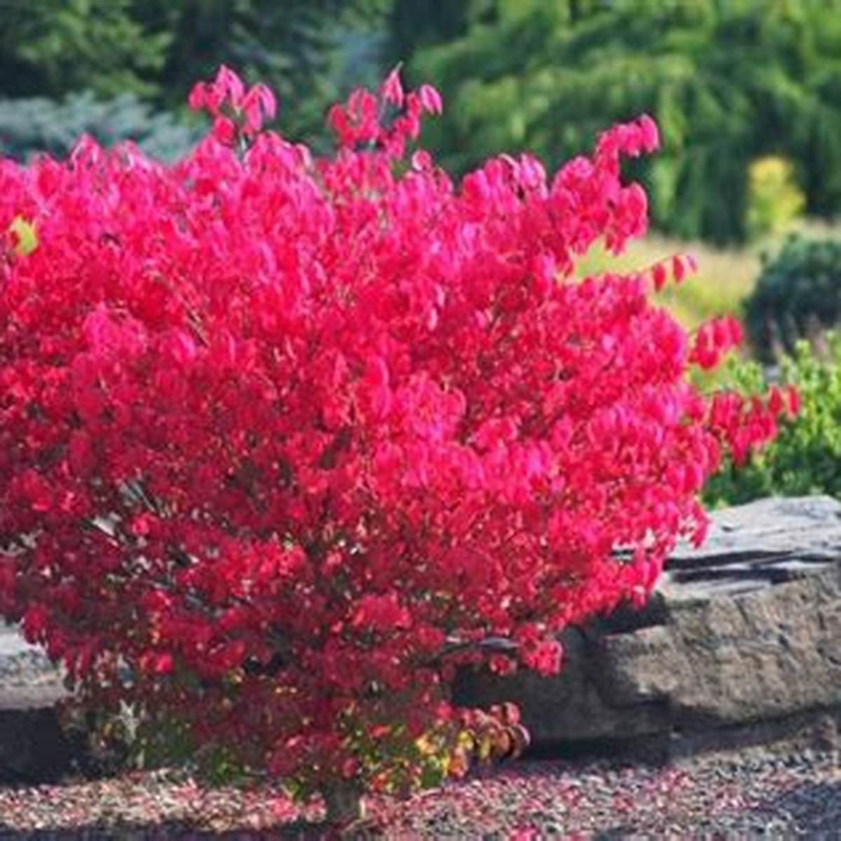 Little Moses® Burning Bush