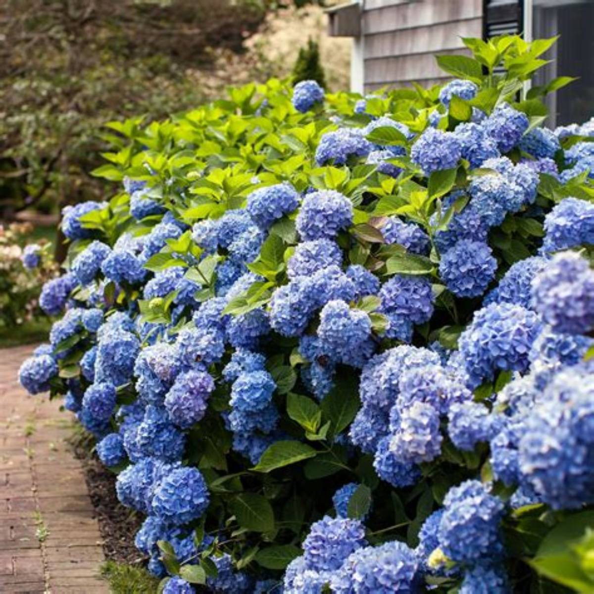 Endless Summer® Dream Cloud Hydrangea