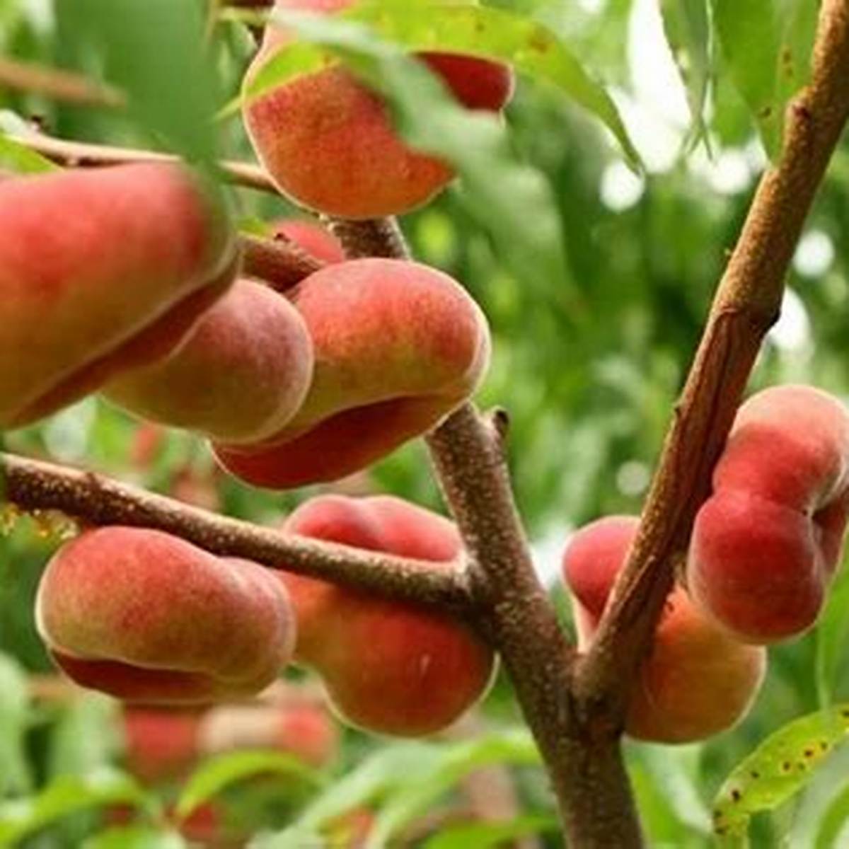 Galaxy Peach Tree