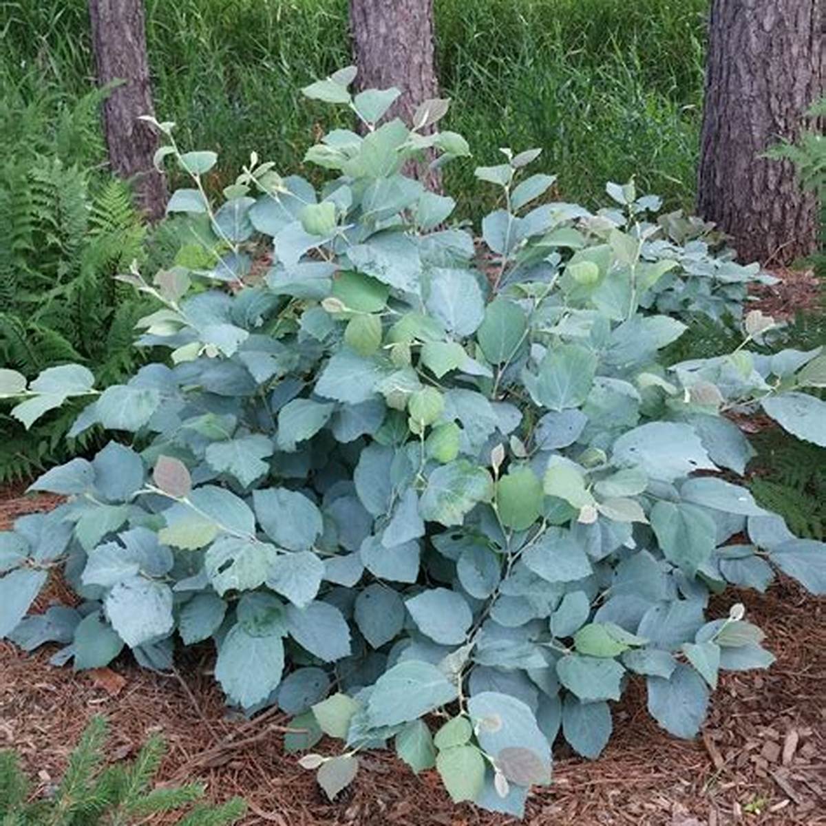Blue Shadow Fothergilla